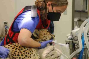 Cheetah Dental Checkup