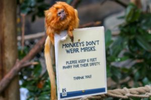 Golden Lion Tamarin with Sign