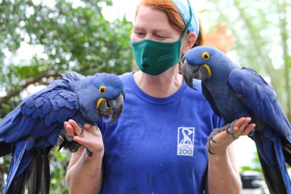 Macaws at Roger Williams Park Zoo